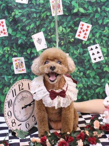 20250405フーちゃん